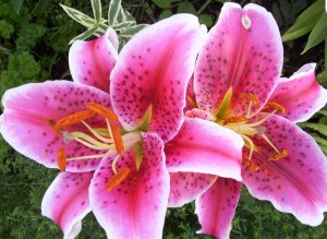 lillies